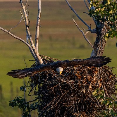 Amateur Wildlife photographer living in the great state of Alaska.