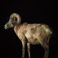 富山ひつじ (@sheep_tomiyama) 's Twitter Profile Photo 富山ひつじ (@sheep_tomiyama) 's Twitter Profile Photo
