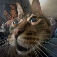 :/ (@tragic_fox) 's Twitter Profile