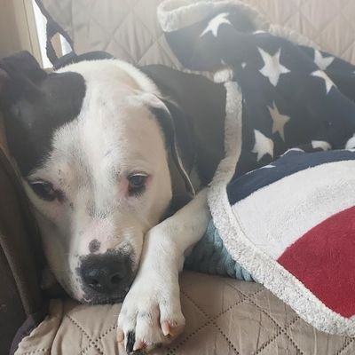 Skeptical Optimist...Been on the Trump Train since 2016!!! Pit Bull Mom