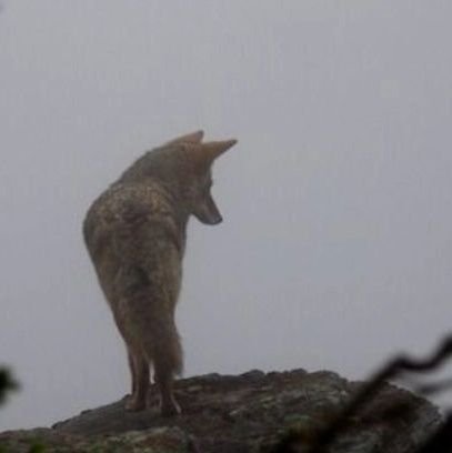 F0xTooth13's profile picture. 