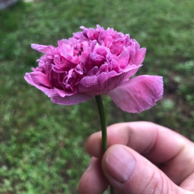 berreyone's profile picture. 