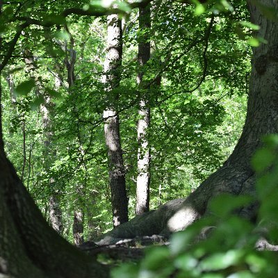 #armoedebestrijding #natuur #zorgvoorouderen #dierenrecht #kappenmetbomenkappen 🌳