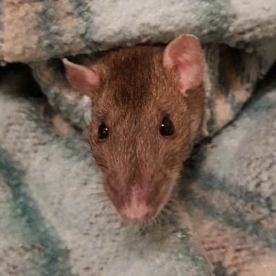 DjeseusMetal's profile picture.