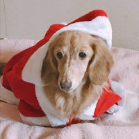 ムキムキピスタチオ (@mkmkpisutachio) Twitter profile photo