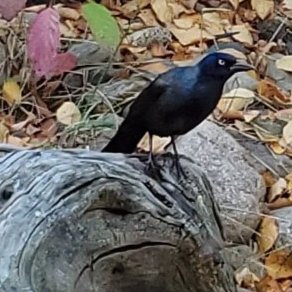 NBoadwin's profile picture. Observing global developments. No DM's