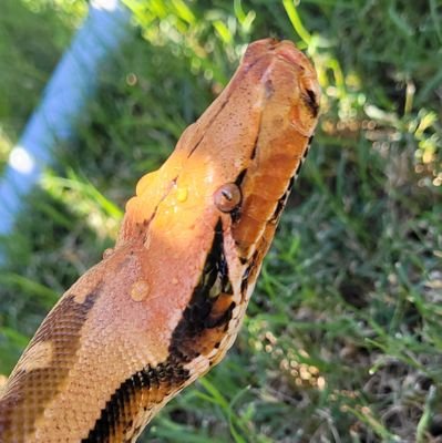 Keberyna's profile picture. I mainly use this page to share art, reptiles (especially 🐍's), oddities and randomness. I may occasionally post personal art/hobbies. She/Her.