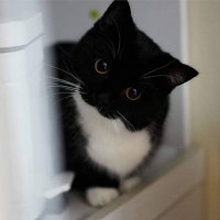 tomsample (@tomsample0) 's Twitter Profile