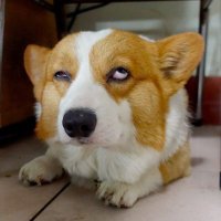 corgi smile(@corgismile25) 's Twitter Profile Photo