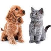 amor por los animales, los perros, los gatos, todos los animales