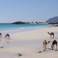 داليا الحسن (@dalia_d988) Twitter profile photo