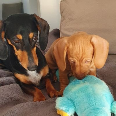 The dynamic dachshund duo ❤️