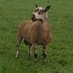Hill House West Farm (@crossleicesters) Twitter profile photo Hill House West Farm (@crossleicesters) Twitter profile photo