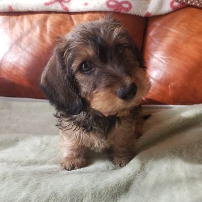しゅんぺいさんのプロフィール画像