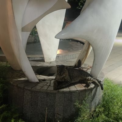 ShubhamSin45322's profile picture. 