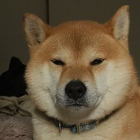 お太り犬´•ω•` 🐕 ͗ ͗ (@myontoneko) 's Twitter Profile