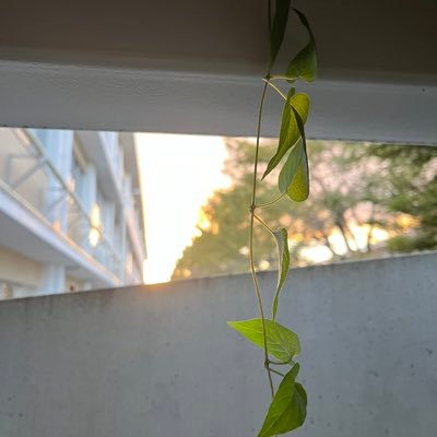 せろ。さんのプロフィール画像
