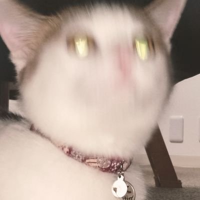mamemametal's profile picture. 釣りとメタルとお笑いとラジオと食べることと自然が好きなオッサンです
