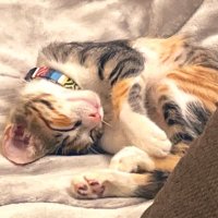 雑種 (@manperogirl) 's Twitter Profile