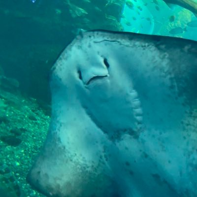 まるごとバナナさんのプロフィール画像