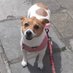 Lulu Terrier (sister of Bumble) (@bumble_terrier) Twitter profile photo Lulu Terrier (sister of Bumble) (@bumble_terrier) Twitter profile photo