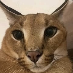 Hello, I am Gavi, a cat pebble. Nice to meet you all! :D
Comms: https://t.co/2WTiPlwMgU
