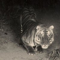 The Thinking Tiger(@krish_bohra) 's Twitter Profile Photo