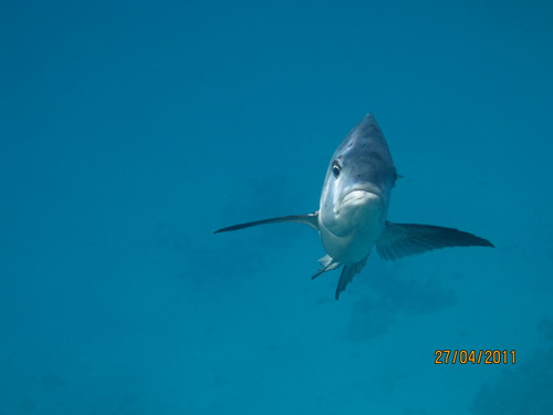 storeblox's profile picture. soon everybody his own webstore, binnenkort iedereen zijn eigen webwinkel