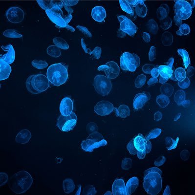 pokeca_di's profile picture.