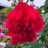 Goma_hogosya
