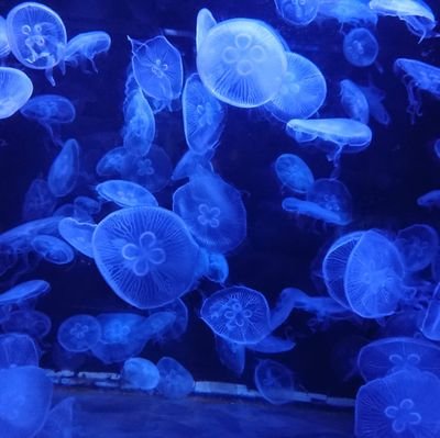 NHQL0EWVmUE4SCO's profile picture. 