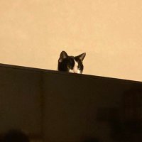 ぽっ (@pottyan__0) 's Twitter Profile Photo ぽっ (@pottyan__0) 's Twitter Profile Photo