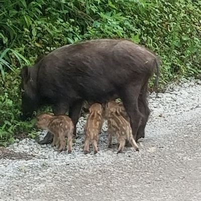 12rXoQAYMiKzHbA's profile picture. #ぽっちゃり#デブ専#みぽけ#アブノーマルと仲良くなりたい４０代
#東北