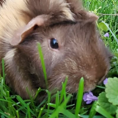 Follow us on Youtube we love nature and oh course our sweet Guinea pigs! 13 of them. https://t.co/EV36cG1lV7