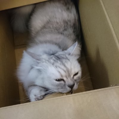 チャココさんのプロフィール画像