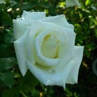 White Rose(@JoyyyCd) 's Twitter Profile Photo