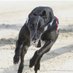 Coppice Racing Kennels (@coppicekennels) Twitter profile photo Coppice Racing Kennels (@coppicekennels) Twitter profile photo