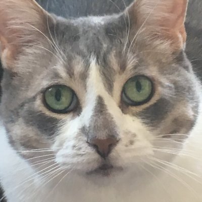 Touloir's profile picture. 🤠|🦌
🦒|🦓
🦋|🐺
⛩️| 🥷