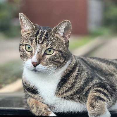 _BotRichard's profile picture. Red Teamer