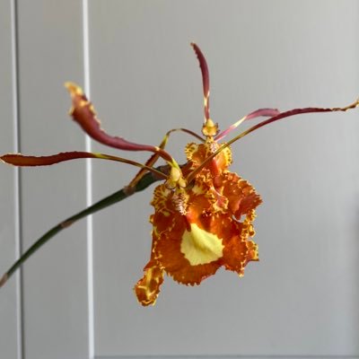 OngPairam's profile picture. 