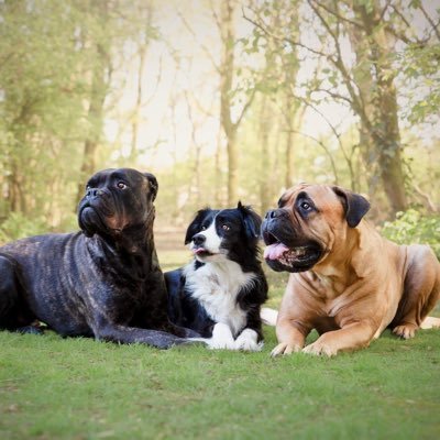 peter27083's profile picture. Carpediem / Foto grafie / Politiek/ Kan slecht tegen onrecht 🇳🇱🐄🚜links no wai verdwijn uit mijn tweets Weduwnaar 🇵🇸🇸🇻