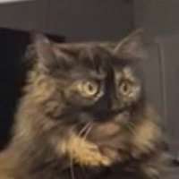 Правоберегиня (@zradaqueen) 's Twitter Profile