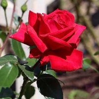 Naci BAṢ0L (@nbas0l22417) 's Twitter Profile