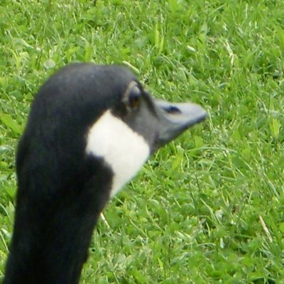 arsimpulsum's profile picture. #CanadianGenocide
#CanadianCrimesAgainstHumanity
#TheCrownDoesNotProtectTheCanadianConstitutionAct1982
#GovernmentofOntarioIsAProtectionRacket