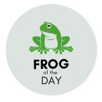 Frog of the Day 🐸(@frogofthe) 's Twitter Profile Photo