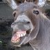 I don't argue with donkeys (@dumb_as_an_ass) Twitter profile photo