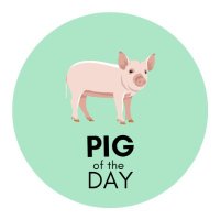 Pig of the Day 🐷(@Pigofthe) 's Twitter Profile Photo