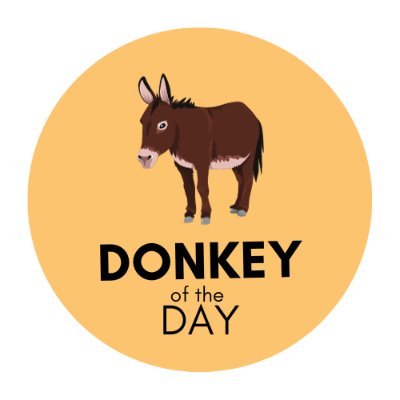 DonkeyoftheDay1 Profile Picture