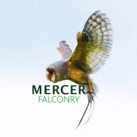 ᴍᴇʀᴄᴇʀ ꜰᴀʟᴄᴏɴʀʏ 𝘉𝘪𝘳𝘥𝘴 𝘰𝘧 𝘗𝘳𝘦𝘺(@mercerfalconry) 's Twitter Profile Photo