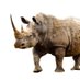 TheRhino (@righteousrhino2) Twitter profile photo TheRhino (@righteousrhino2) Twitter profile photo